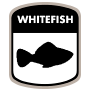 whitefish